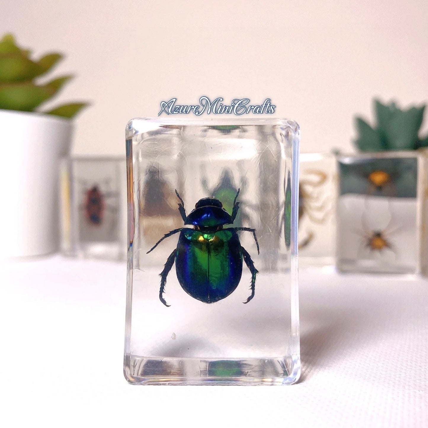 Real Arthropod Insect Specimen Embedded in Clear Resin