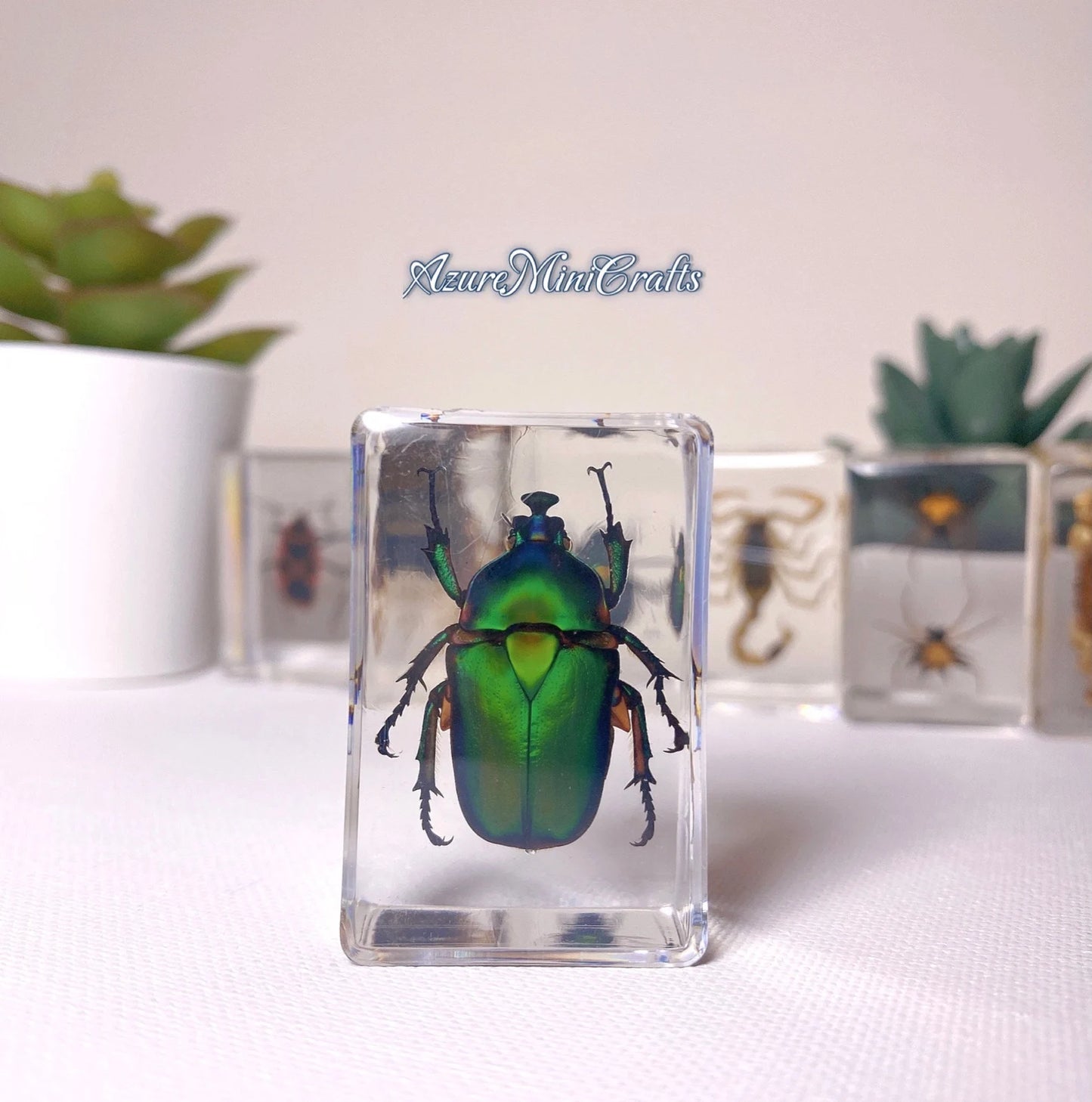 Real Arthropod Insect Specimen Embedded in Clear Resin