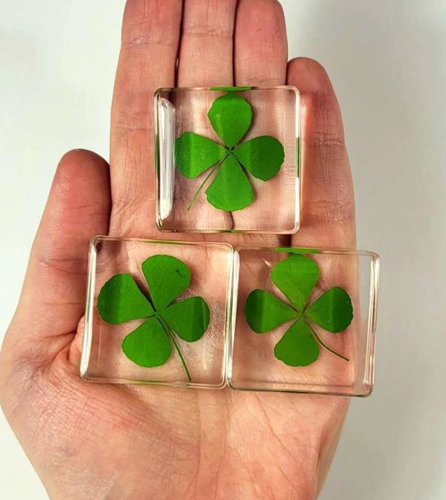 Genuine Preserved Four Leaf Clover Good Luck Charm