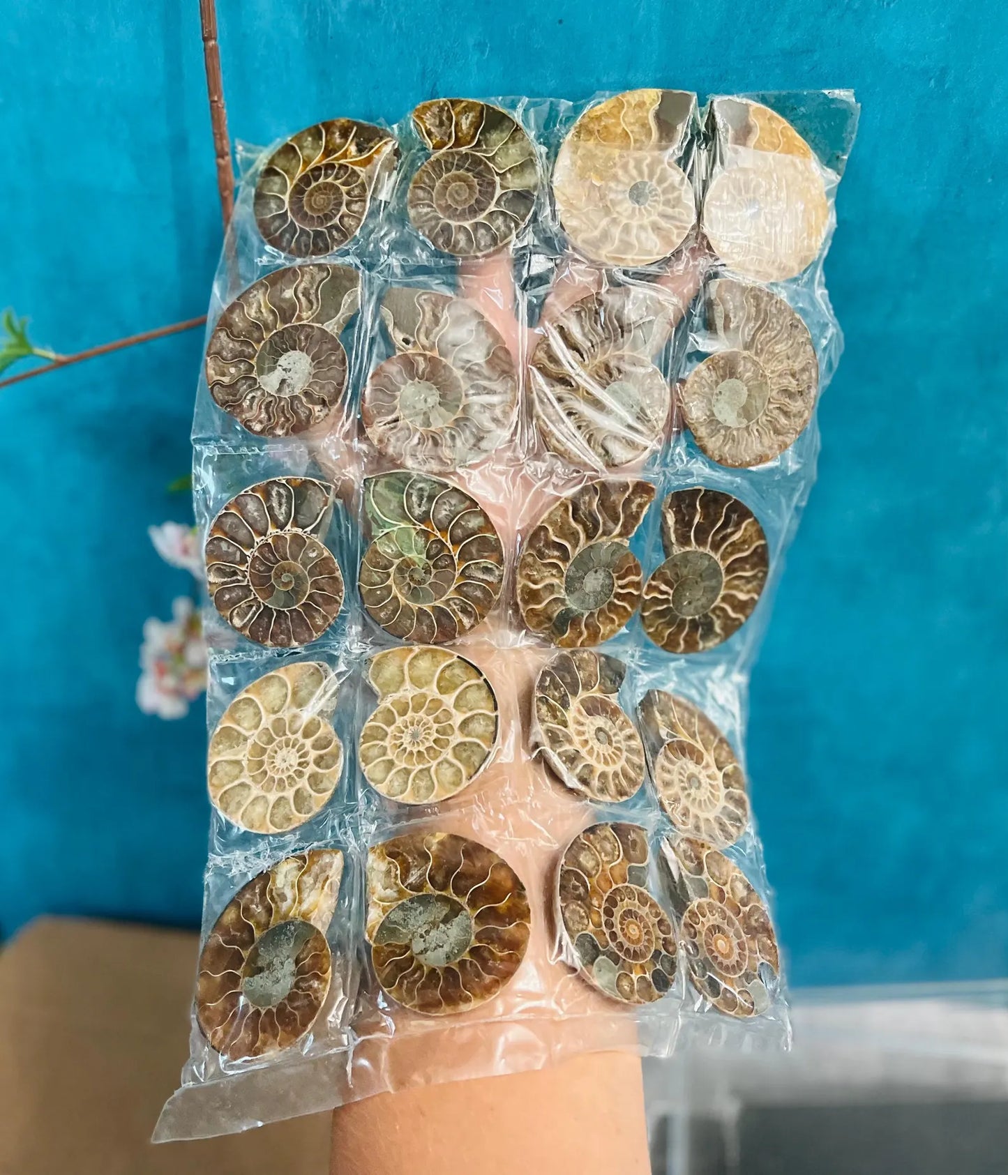 Rainbow Ammonite Fossil Pairs ๐