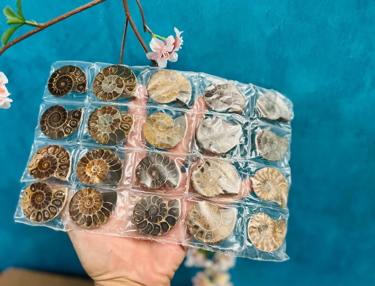Rainbow Ammonite Fossil Pairs ๐