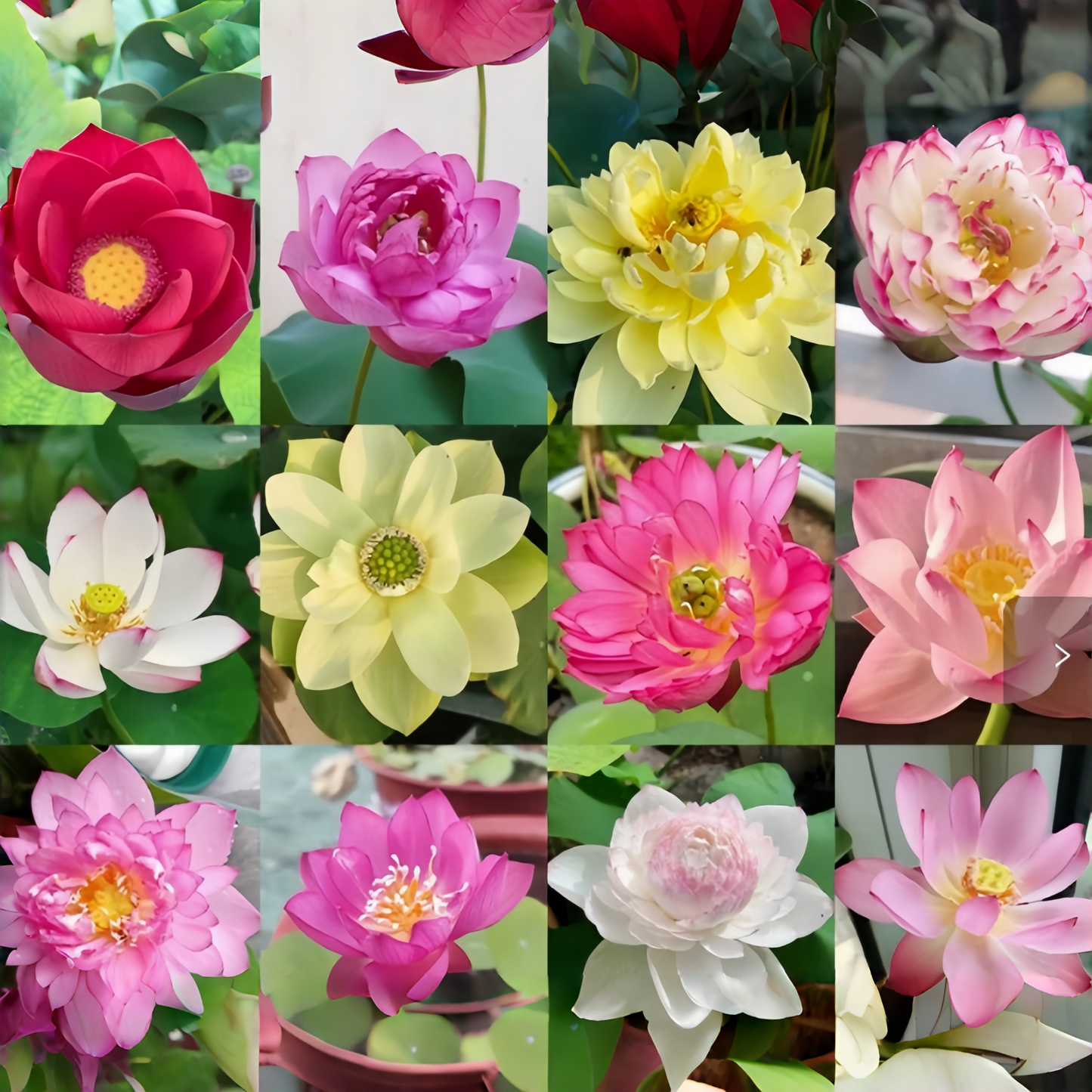 💥49% OFF– Today Only!💥 Bonsai Bowl Lotus Grow Pack🌸