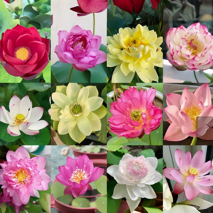 💥49% OFF– Today Only!💥 Bonsai Bowl Lotus Grow Pack🌸