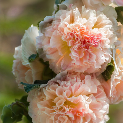 💥Best Selling – 65% OFF💥Chater's Mixed Double-Flowered Hollyhock