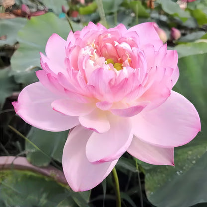 💥49% OFF– Today Only!💥 Bonsai Bowl Lotus Grow Pack🌸