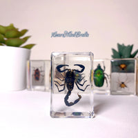 Black scorpion
