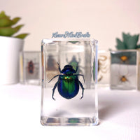 Green-blue scarab