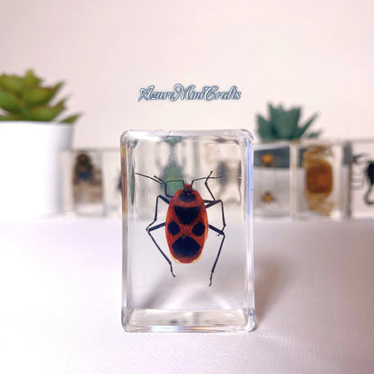 Real Arthropod Insect Specimen Embedded in Clear Resin
