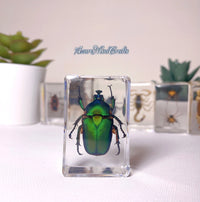 June beetle