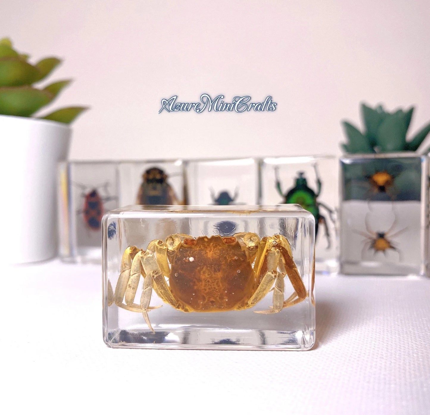 Real Arthropod Insect Specimen Embedded in Clear Resin