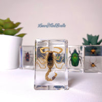 Yellow scorpion