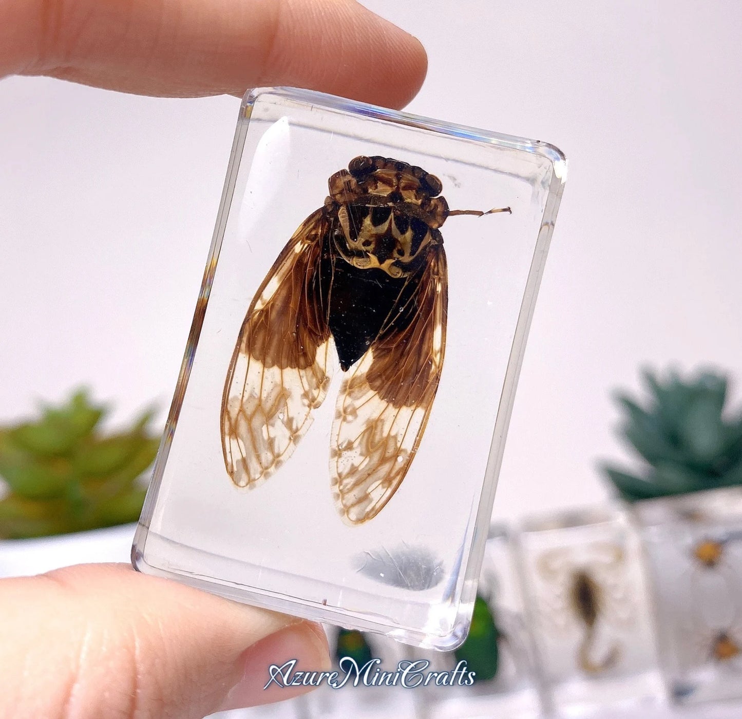 Real Arthropod Insect Specimen Embedded in Clear Resin