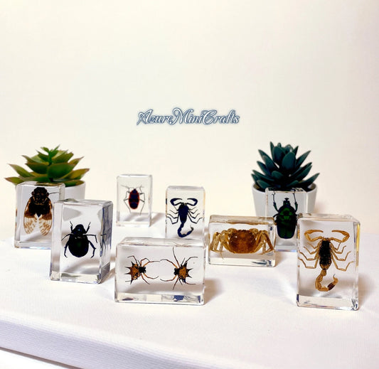 Real Arthropod Insect Specimen Embedded in Clear Resin