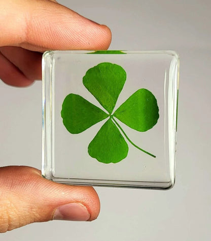 Genuine Preserved Four Leaf Clover Good Luck Charm