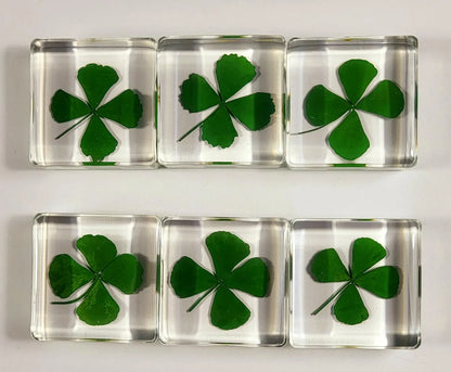 Genuine Preserved Four Leaf Clover Good Luck Charm