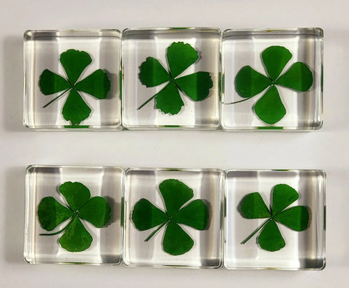 Genuine Preserved Four Leaf Clover Good Luck Charm