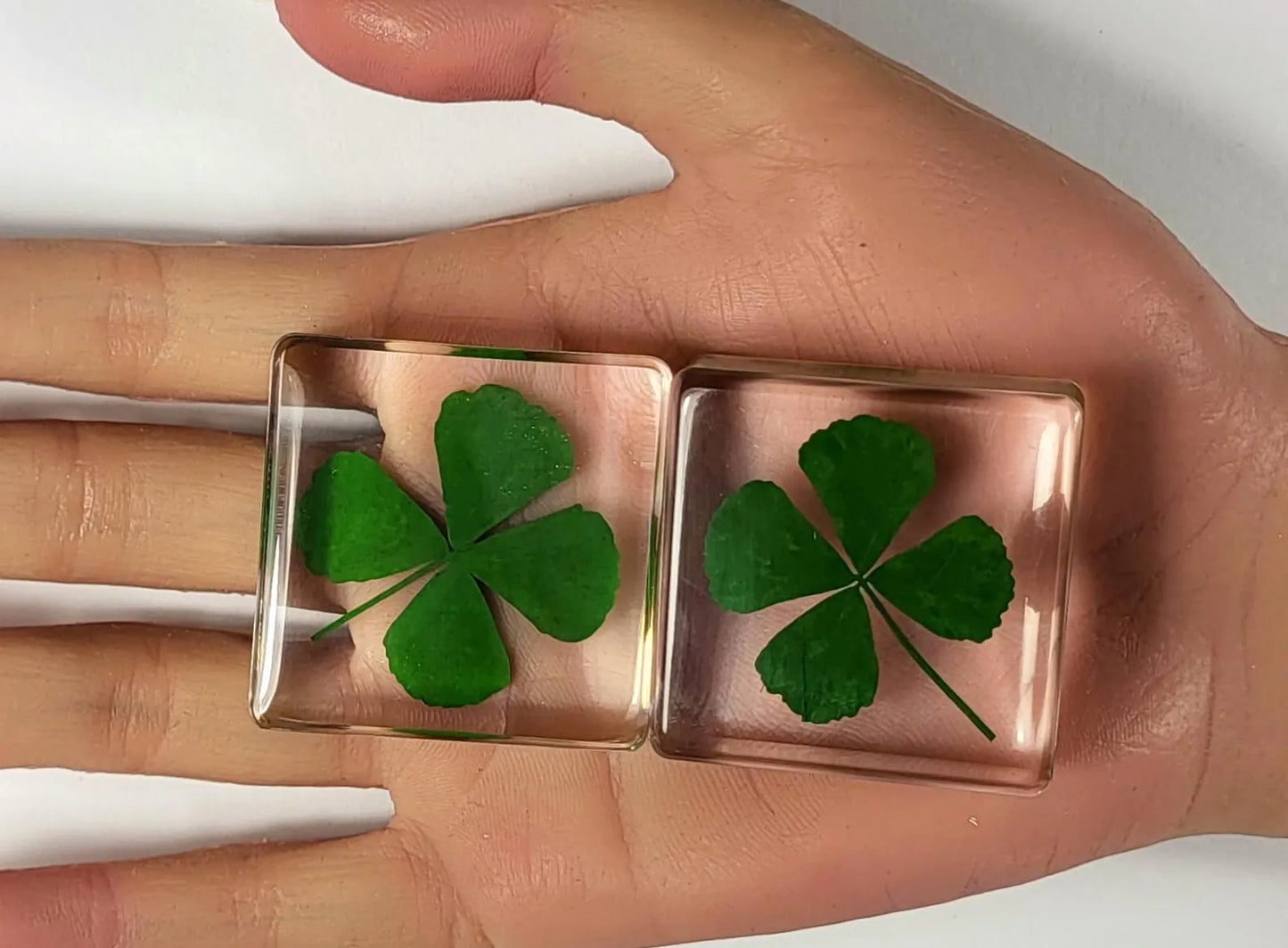 Genuine Preserved Four Leaf Clover Good Luck Charm