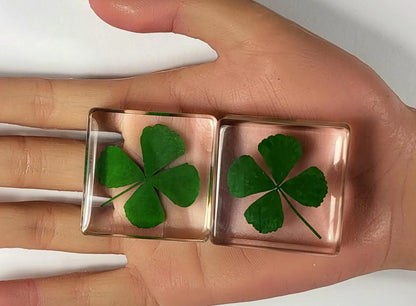 Genuine Preserved Four Leaf Clover Good Luck Charm