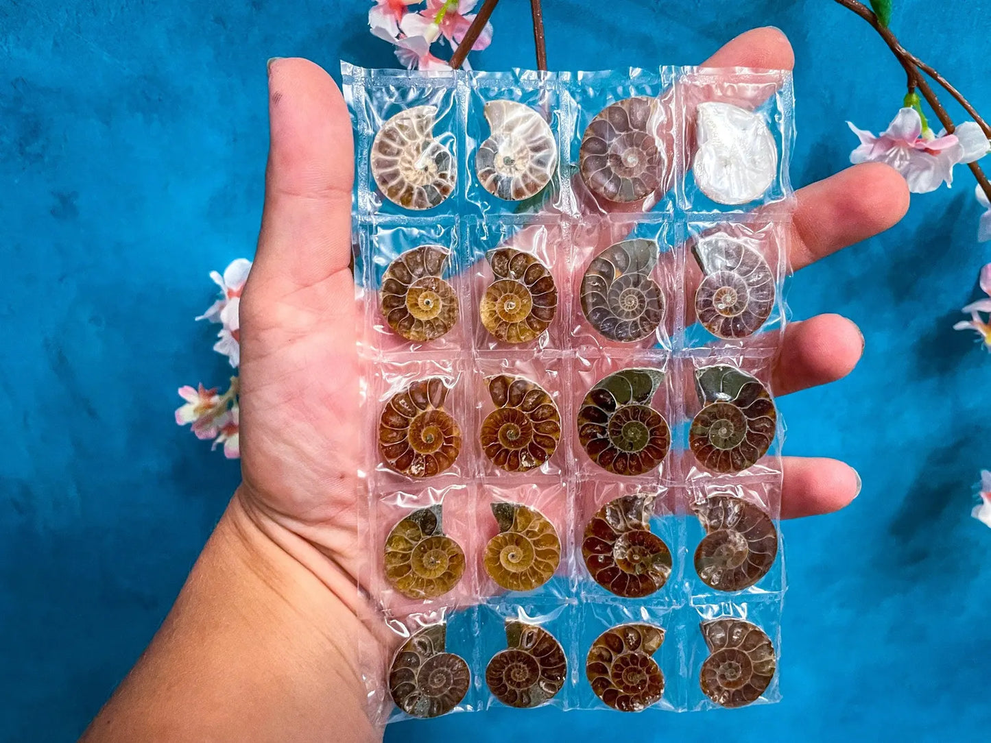Rainbow Ammonite Fossil Pairs 🐚