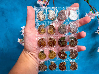Rainbow Ammonite Fossil Pairs 🐚