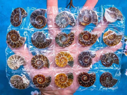 Rainbow Ammonite Fossil Pairs 🐚
