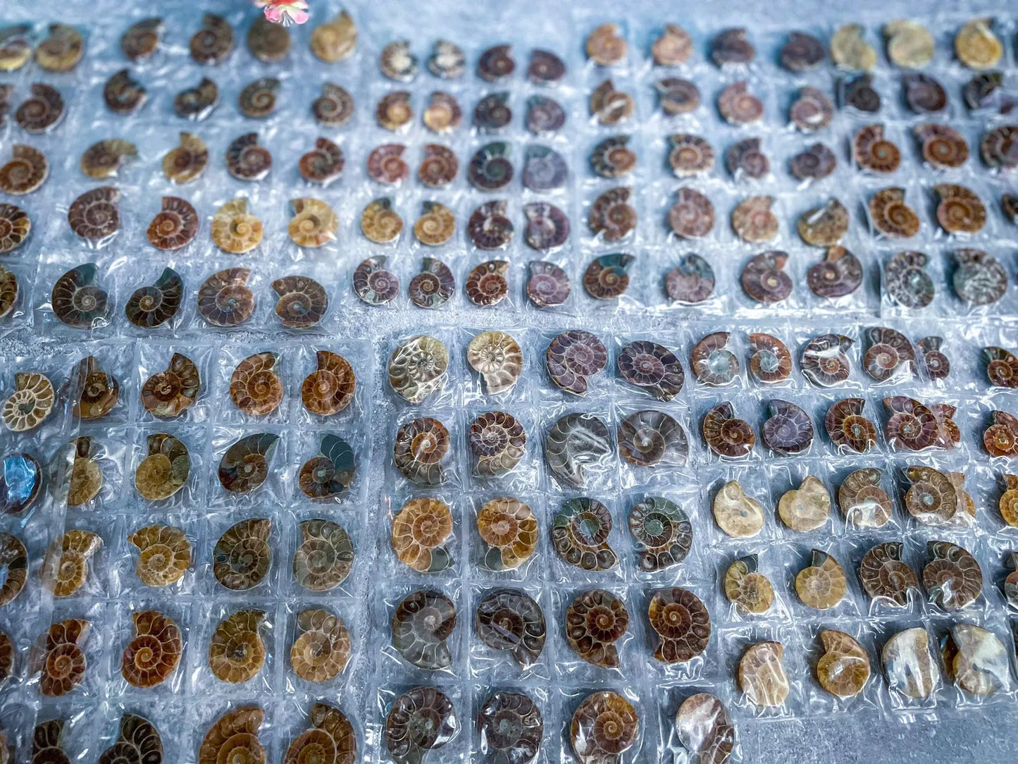 Rainbow Ammonite Fossil Pairs 🐚