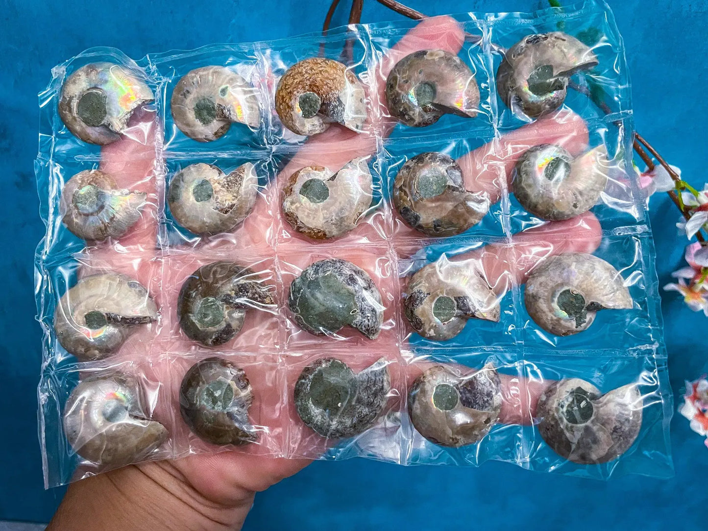 Rainbow Ammonite Fossil Pairs 🐚
