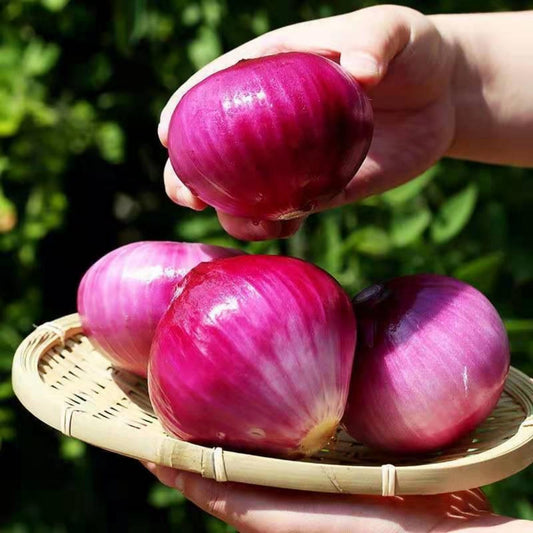 💥Last day 33% OFF💥Ruby Red Onion Grow Pack