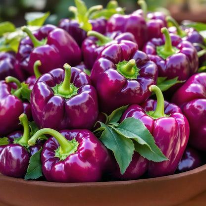 💥Last day 29% OFF💥Lilac Bell Pepper Grow Pack