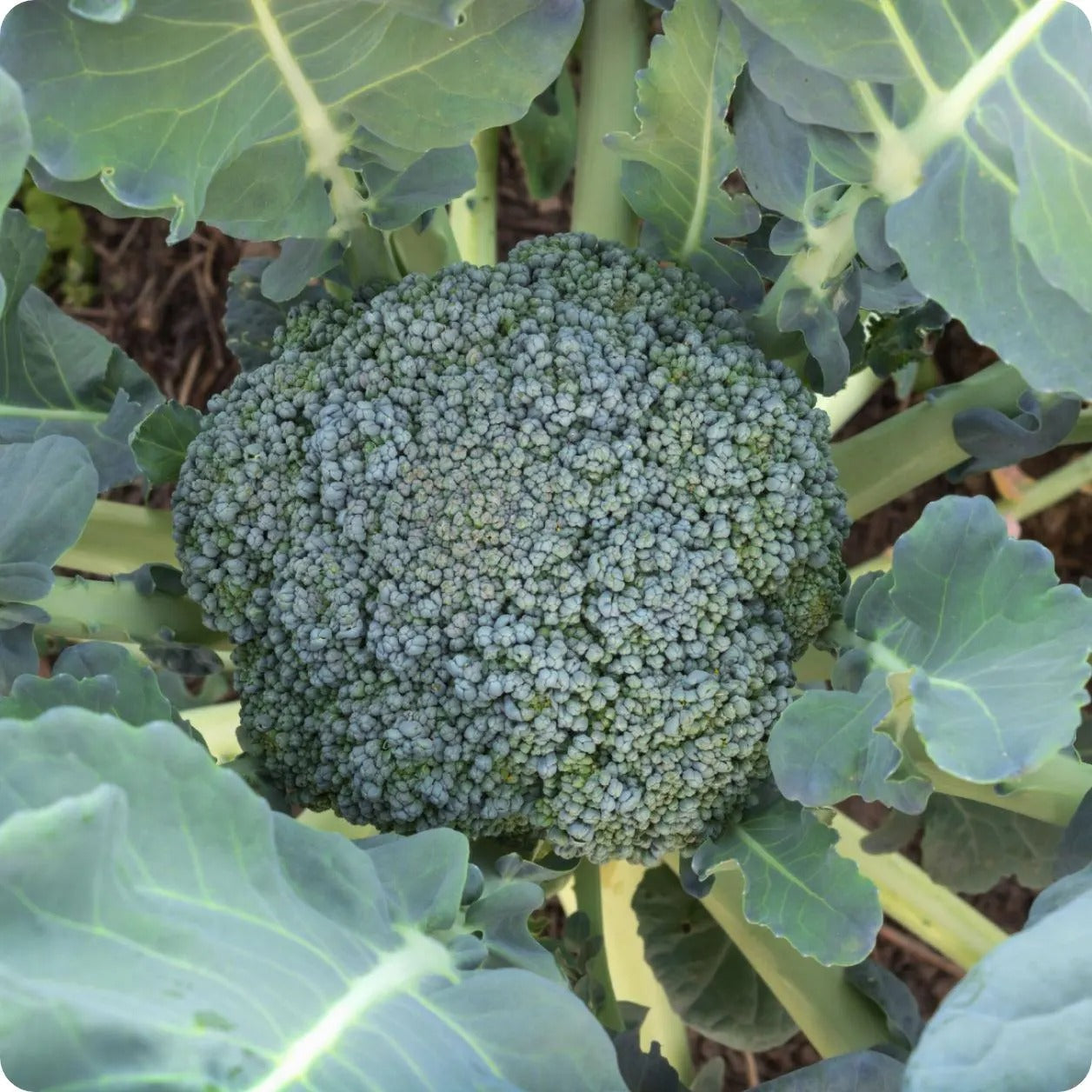 💥Last day 60% OFF💥Waltham 29 Broccoli  Grow Pack