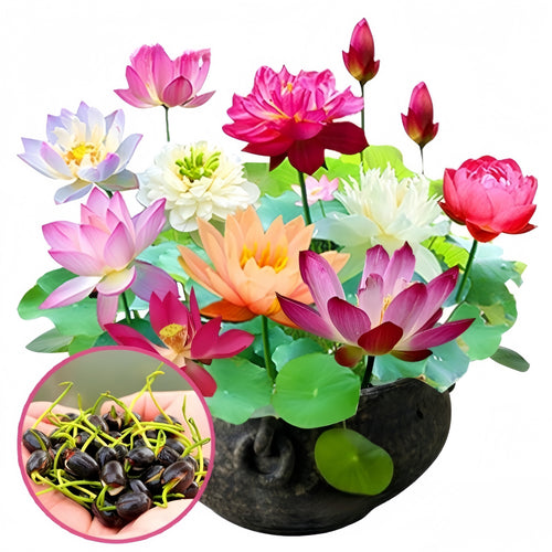💥49% OFF– Today Only!💥 Bonsai Bowl Lotus Grow Pack🌸