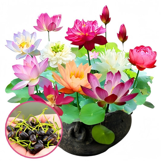 💥49% OFF– Today Only!💥 Bonsai Bowl Lotus Grow Pack🌸