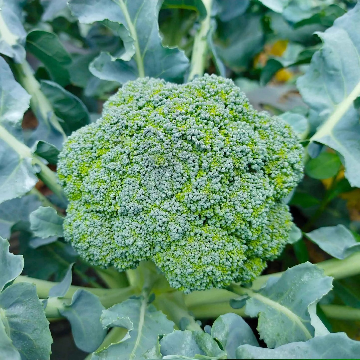 💥Last day 60% OFF💥Waltham 29 Broccoli  Grow Pack