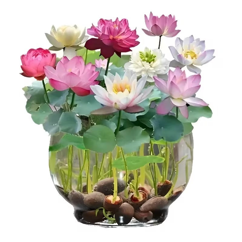 💥49% OFF– Today Only!💥 Bonsai Bowl Lotus Grow Pack🌸