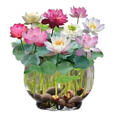 💥49% OFF– Today Only!💥 Bonsai Bowl Lotus Grow Pack🌸