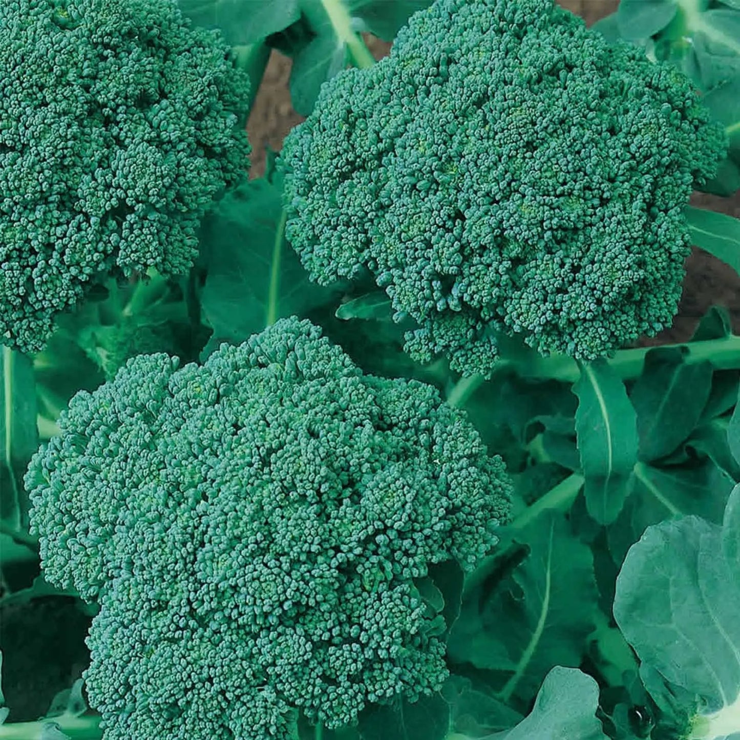 💥Last day 60% OFF💥Waltham 29 Broccoli  Grow Pack