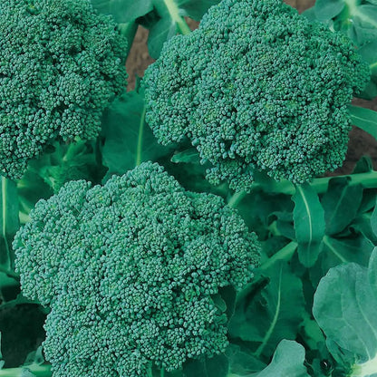 💥Last day 60% OFF💥Waltham 29 Broccoli  Grow Pack