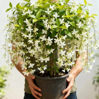 🏆 OVER 75,000 SOLD! 🌿❄️Midnight Fragrant Jasmine  Grow Pack🌸