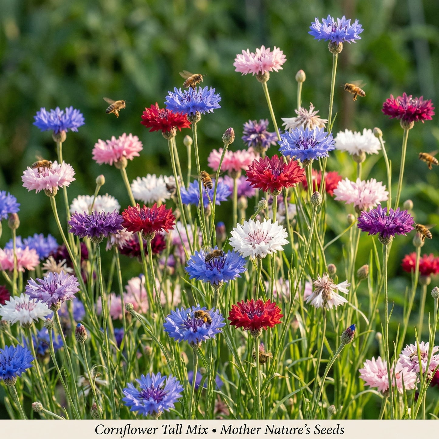 🏆 Best Selling – 61% OFF💥Mixed Colors Cornflower🌸