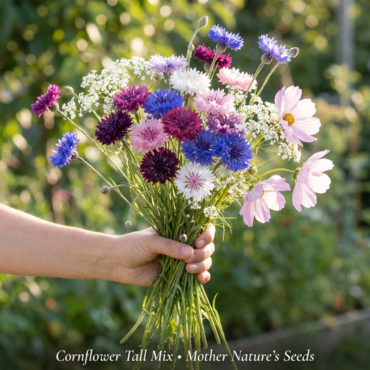 🏆 Best Selling – 61% OFF💥Mixed Colors Cornflower🌸