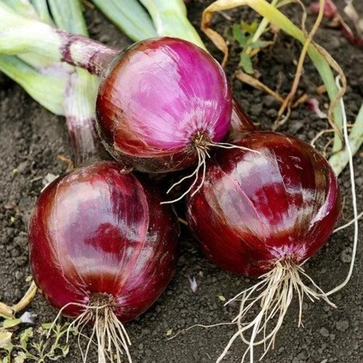 💥Last day 33% OFF💥Ruby Red Onion Grow Pack