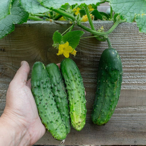 💥Last day 29% OFF💥Patio Snacker Cucumber Grow Pack🥒