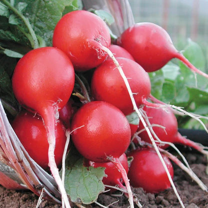 💥Last day 33% OFF💥Radish Cherry Belle Grow Pack