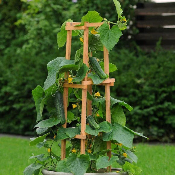 💥Last day 29% OFF💥Patio Snacker Cucumber Grow Pack🥒