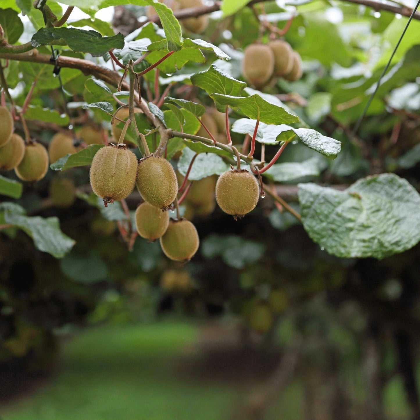 💥Last day 50% OFF💥Kiwi Fruit  Grow Pack🥝