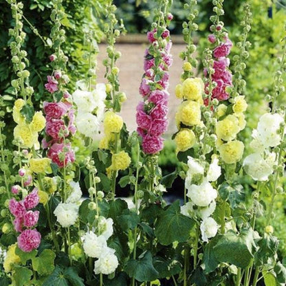 💥Best Selling – 65% OFF💥Chater's Mixed Double-Flowered Hollyhock