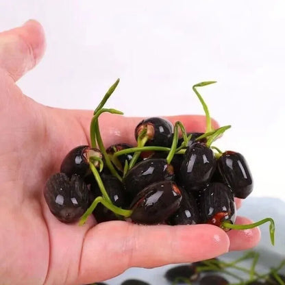 💥49% OFF– Today Only!💥 Bonsai Bowl Lotus Grow Pack🌸