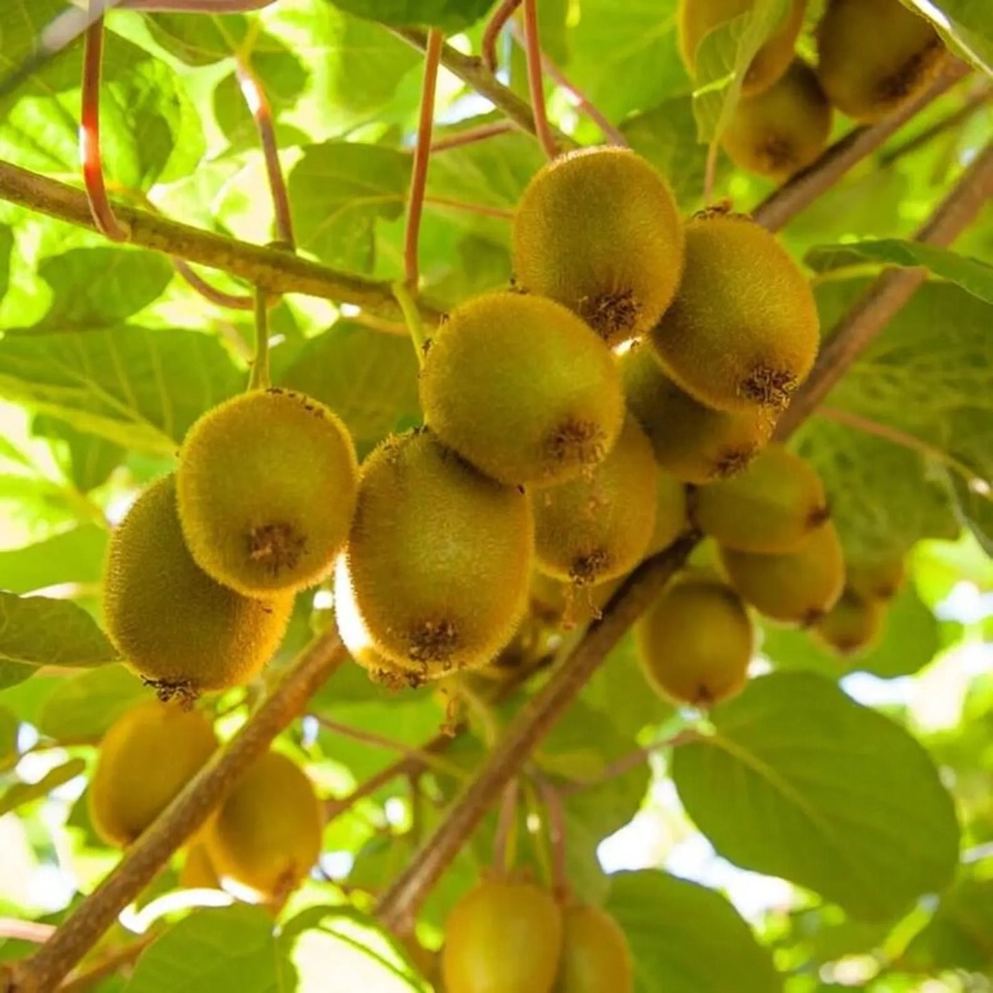 💥Last day 50% OFF💥Kiwi Fruit  Grow Pack🥝