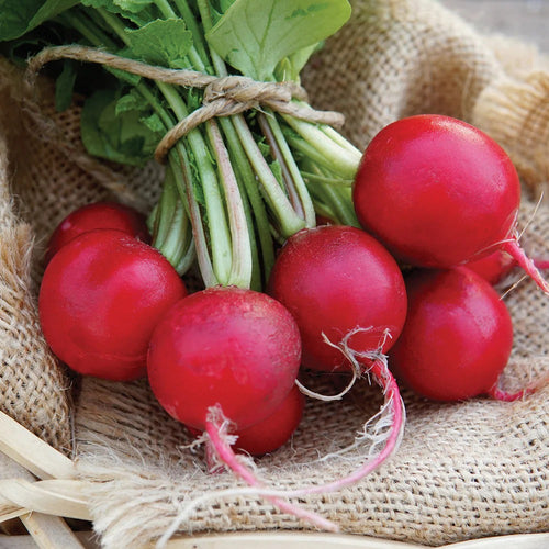 💥Last day 33% OFF💥Radish Cherry Belle Grow Pack