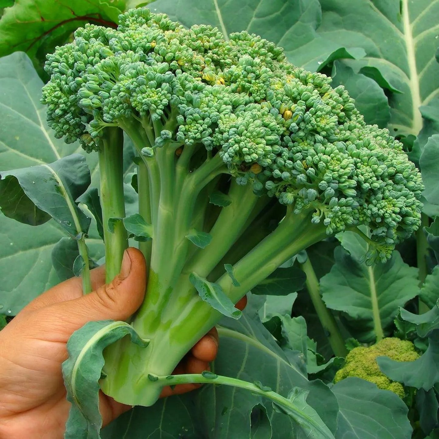 💥Last day 60% OFF💥Waltham 29 Broccoli  Grow Pack